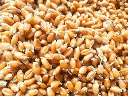 Benefits of Shasha Co.'s Bio-Bud Sprouted Products Line